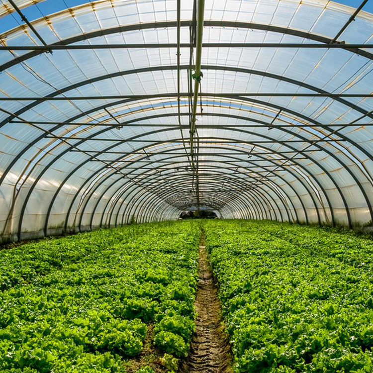 8x30 Metal Frame Commercial Si - Agriculture Tomato Farming incelemesi ve fiyatı
