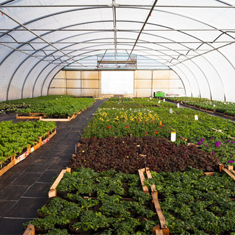 8x30 Metal Frame Commercial Si - Agriculture Tomato Farming incelemesi ve fiyatı