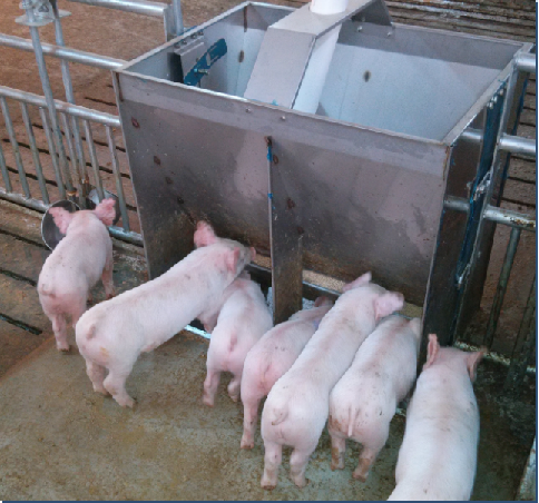 Stainless Steel Double Side Fe - Agriculture Farming Livestock incelemesi ve fiyatı
