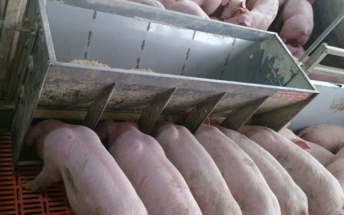 Stainless Steel Double Side Fe - Agriculture Farming Livestock incelemesi ve fiyatı