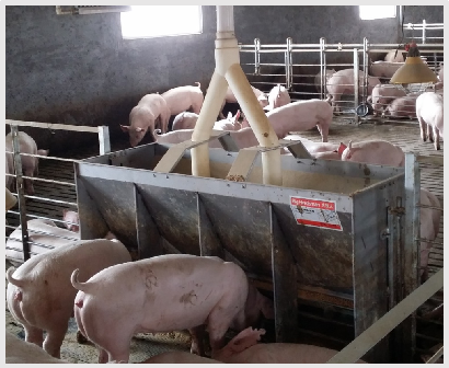 Stainless Steel Double Side Fe - Agriculture Farming Livestock incelemesi ve fiyatı